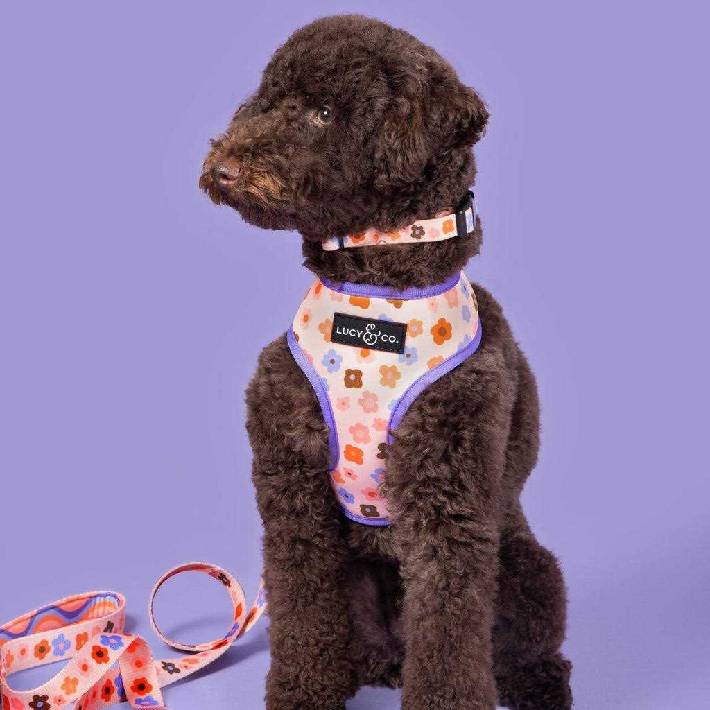 Adjustable Dog Collar S232085