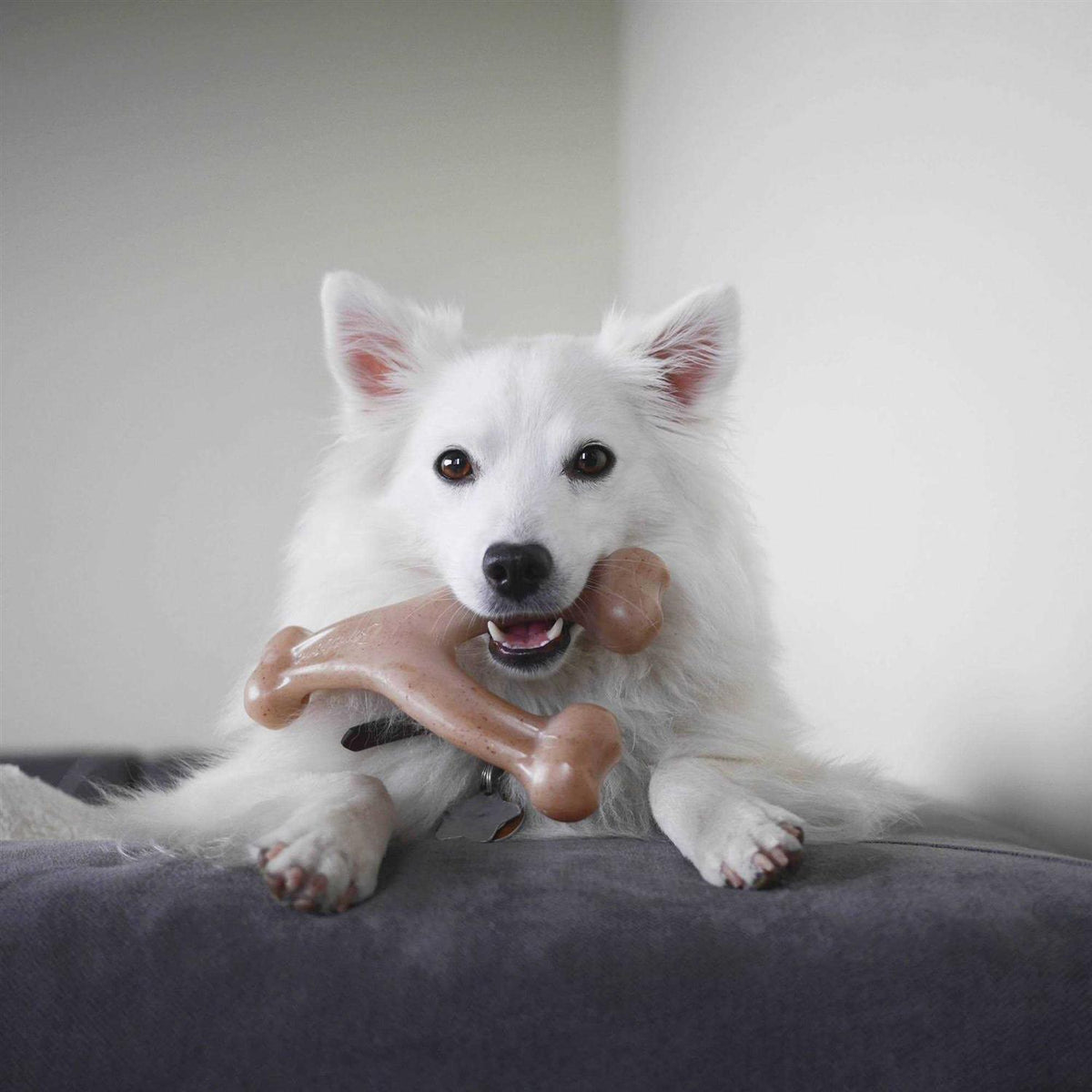 Wishbone Dog Chew E9790