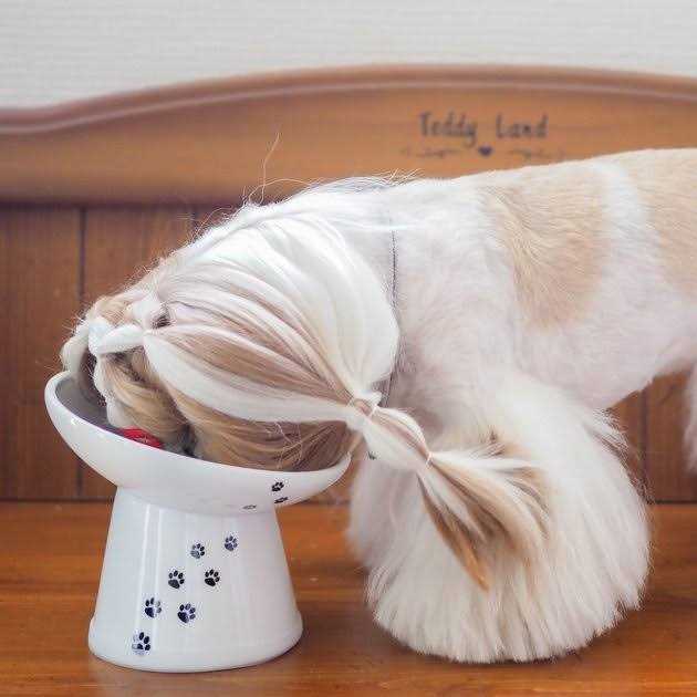Extra Wide Raised Cat Food Bowl N52598