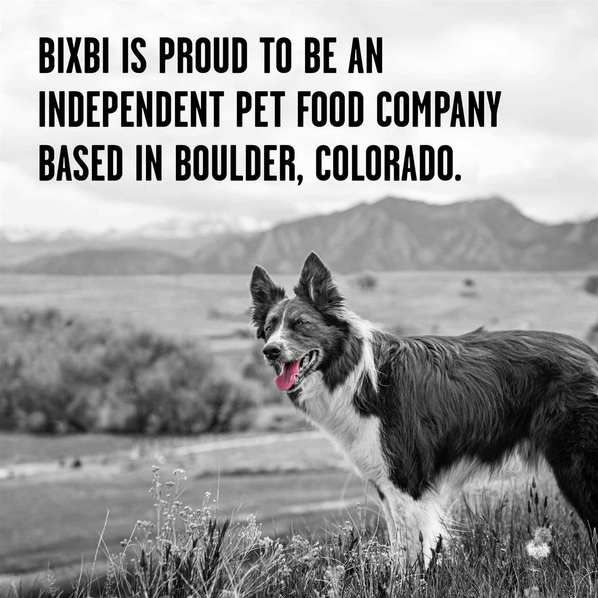 Dry Dog Food M868456