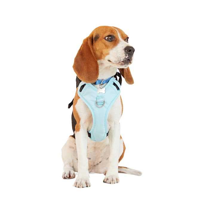 Teal Dog Harness S234083